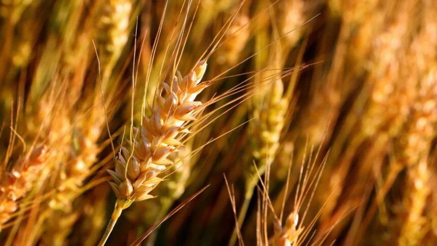 Punjab plans to sow wheat on 16.5 million acres